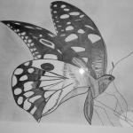 Tekening van een vlinder