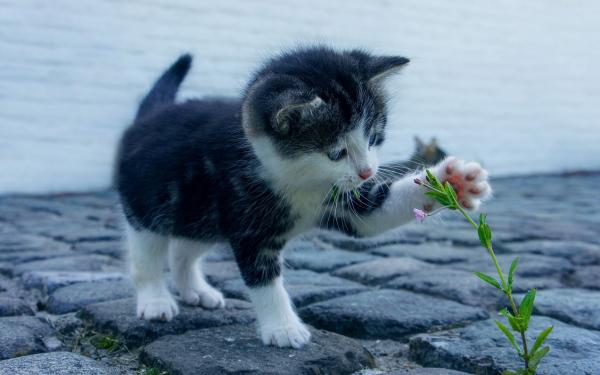 Kat speelt met plantje