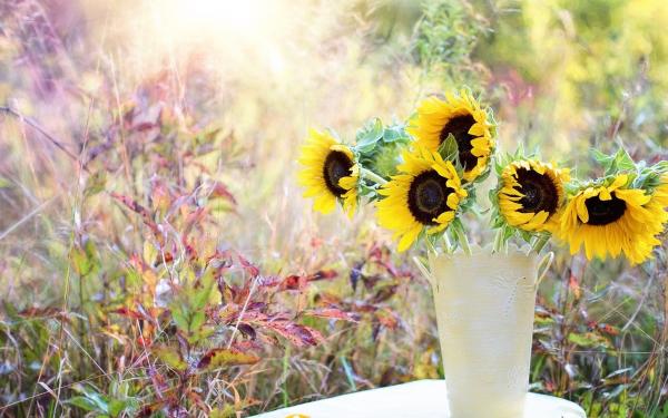 zonnebloemen in vaas op tafel