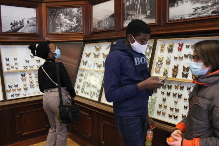vlindercollectie in Africamuseum
